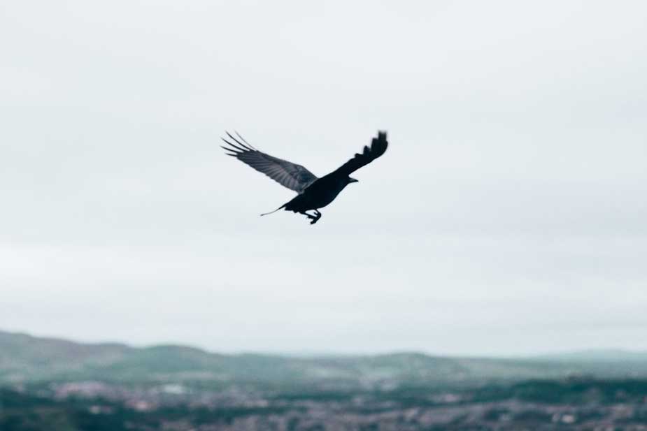 crow