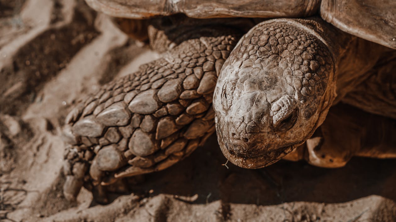 Innovation in Tortoise Conservation